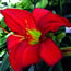 Hemerocallis Ruby Throat